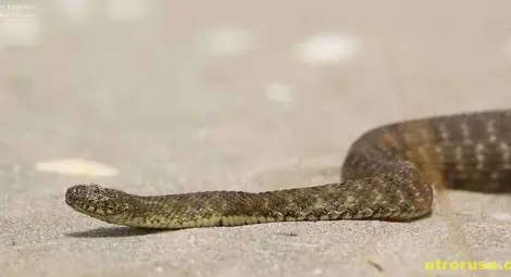 Рядка водна змия пропълзя по зебра на &bdquo;Цар Освободител&ldquo;