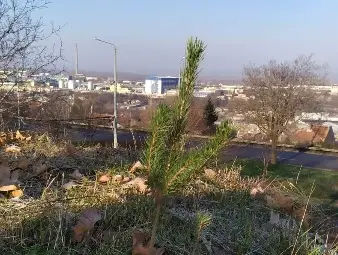 Младежите от ВМРО засадиха борови дръвчета за Коледа до Охлюва в Русе