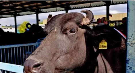 Петя от Цар Калоян е Мис Биволица 2013