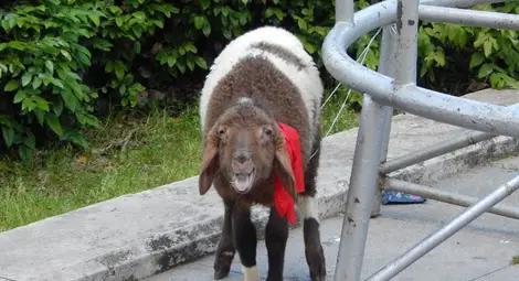 Великденското хоро с живо агне за награда очаква русенци в неделя