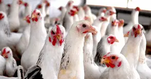 Нови изисквания към фермите заради птичия грип