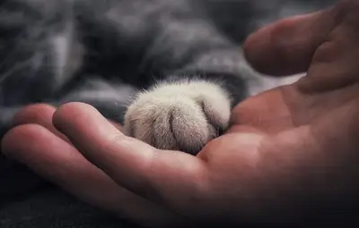 С трофеи и целувки котката показва, че обича своя човек С трофеи и целувки котката показва, че обича своя човек