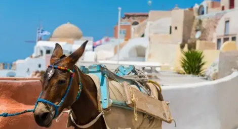 Туристите с наднормено тегло няма да яздят магарета на Санторини