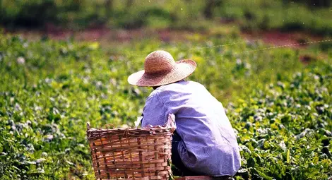 Земеделците се пререгистрират до края на февруари Земеделците се пререгистрират до края на февруари