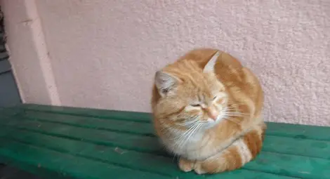 Цял блок осинови котката на болна жена