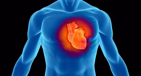 Учени откриха как да предпазят сърцето от стрес