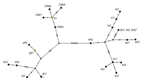 Генетичното дърво на бобрите в България показва, че те са дошли от реитрудоцирани популации в Румъния (Bobeva et al. 2025)
