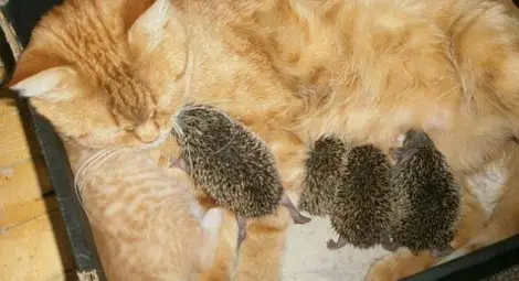 Котка осинови таралежчета (Снимки)