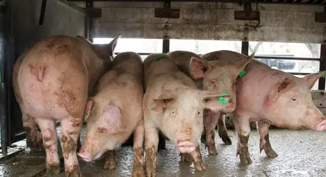 Заповед: Всички домашни прасета да се изколят до 10 дни