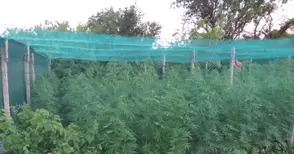 Баща и син направили плантация за канабис в семейната вила