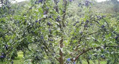 Овощари учредяват регионален съюз