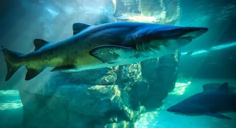 Половин милион акули могат да умрат заради COVID ваксина