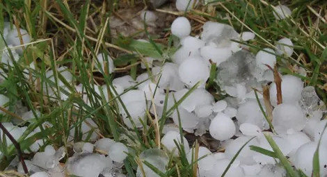 Държавата ще плаща и за 30% унищожени  от градушка площи, но от догодина