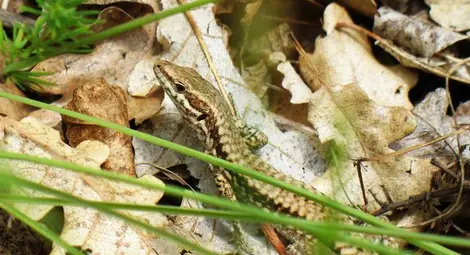 Непознатата хубост на половин час път от Русе