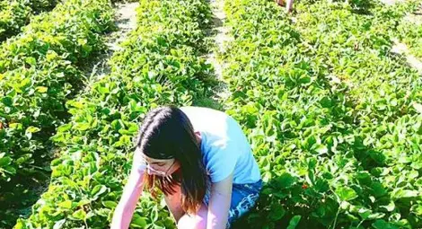 Ягодоберачи в Испания печелят колкото ИТ спец у нас Ягодоберачи в Испания печелят колкото ИТ спец у нас