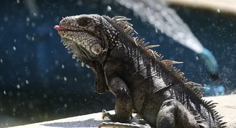 Във Флорида предупредиха за дъжд от игуани Във Флорида предупредиха за дъжд от игуани