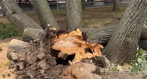 &bdquo;Паркстрой&ldquo; извършва резитба на опасно дърво пред Доходното здание