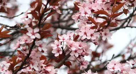 Слънчево с температури между 20&deg; и 25&deg;