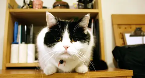 Шест животни с шпионски мисии /галерия/