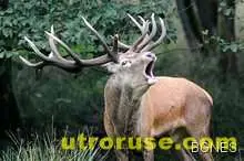 Британци искат масова сеч на елени