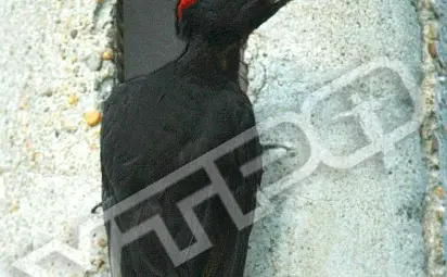 Кълвач проби хралупа в бетонен стълб