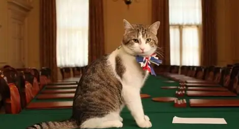 Изгониха котката на Камерън от сградата на министерството