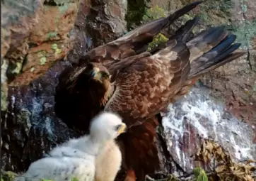 Екомузеят открива изложба &bdquo;Поглед към гнездото на скалния орел&ldquo;