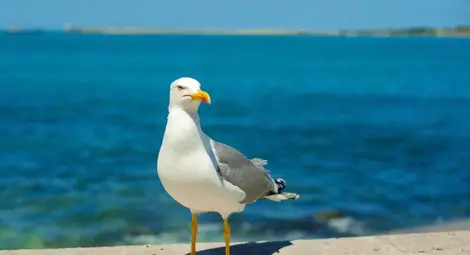 Учени: Чайки разнасят из цяла Австралия устойчиви на антибиотици бактерии