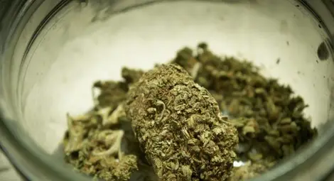 Марихуаната била 114 пъти по-безопасна от алкохола