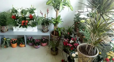 Токсичен рай: Цветята от магазините, които купуваме за градините си, са пълни с пестициди