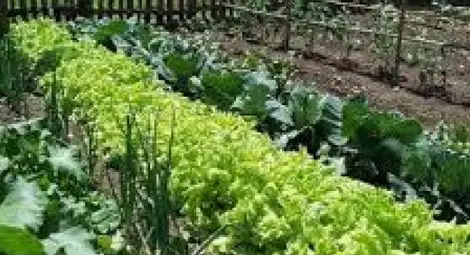 Родни биопроизводители чакат 50 милиона лева от държавата