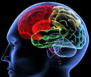 Открит е начин за защита на мозъка при инсулт