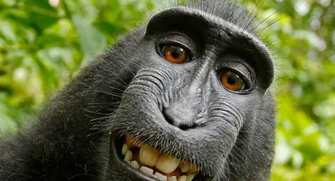 Маймунско селфи на път да разори фотограф Маймунско селфи на път да разори фотограф