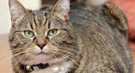 Котката на британския финансов министър заподозряна в шпионаж