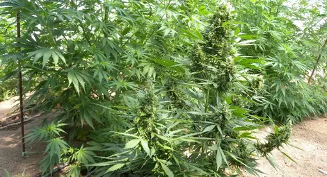 Наркодилър хванат с канабис за 200 000 лева