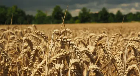 Напуска ли българската пшеница нивите