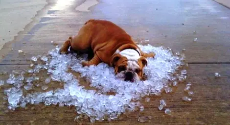 Летните горещини са опасни и за домашните любимци