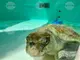 Огромна морска костенурка ще бъде върната в естествена среда след продължително лечение в Гърция