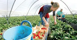 Продължават да търсят берачки  на ягоди за ферми в Испания