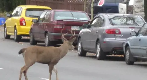 Елен бродил на воля из &bdquo;Здравец&ldquo;