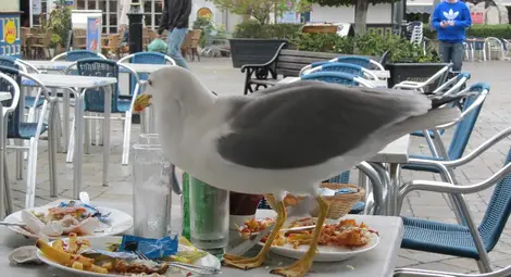 Макаци, пещери и безмитни магазини оживяват най-прочутата британска скала