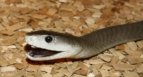 Змия хвърли в паника детска градина