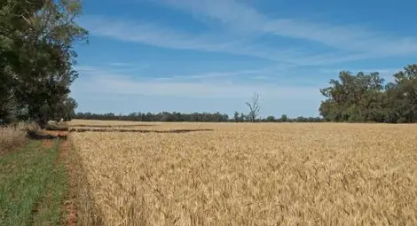Близо милиард ще изгубим от ниската изкупна цена на пшеницата