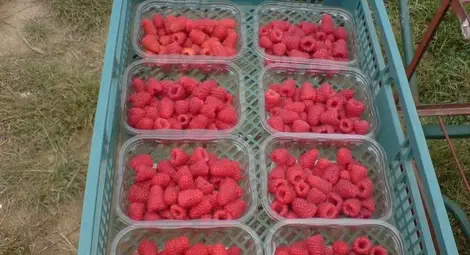 Канят берачи на ягоди и малини в Испания и Португалия