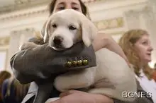 Тозу луд, луд свят: Съд забрани на куче да лае