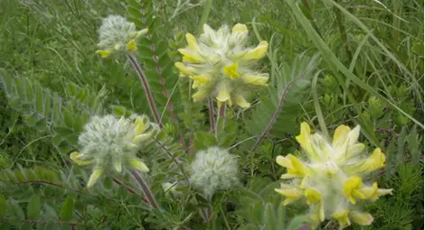 Защитена територия до Стълпище ще опазва вълнестоцветното сграбиче