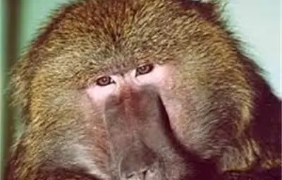 Откраднаха маймуна от зоопарка в Скопие