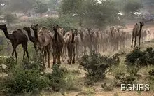 Камилите изпиват водата на Австралия