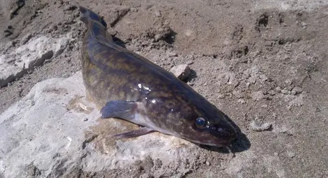 &bdquo;Бул Фиш&ldquo; ще развъжда  деликатесни риби в хале