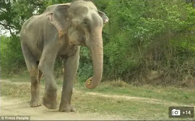 Слон, окован половин век във вериги, се разплаква, когато го освобождават /галерия/